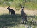 Canberra