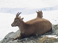 Gornergrat