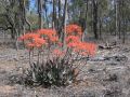 Narrabri