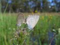 Narrabri