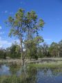 Narrabri